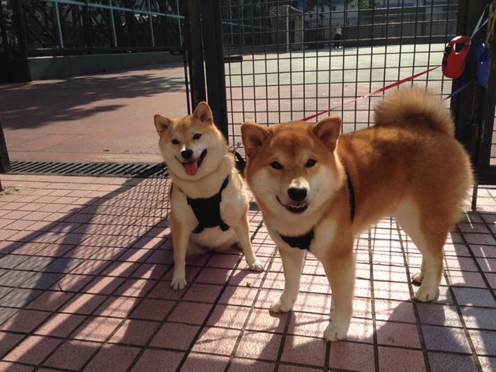 爱游戏官方-“未来之星：青少年足球排行榜公布，激励少年奋进”，未来少儿足球俱乐部